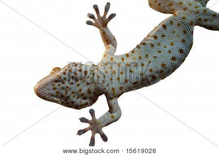 Gecko