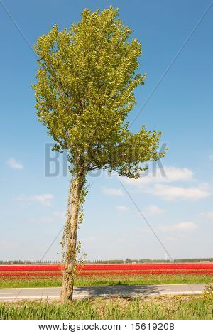 Träd i landskap med flowerbulbs