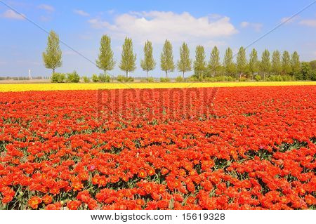flowerbulbs som typiska jordbruk i Holland