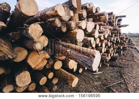 Stacked wood pine timber for construction buildings.