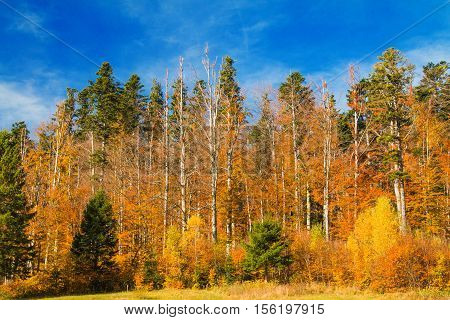 Beautiful colorful wood on lake Bajer, autumn landscape, Fuzine, Gorski kotar, Croatia