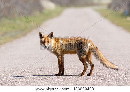 a fox from the side standing on the middle of the road, looking into the camera