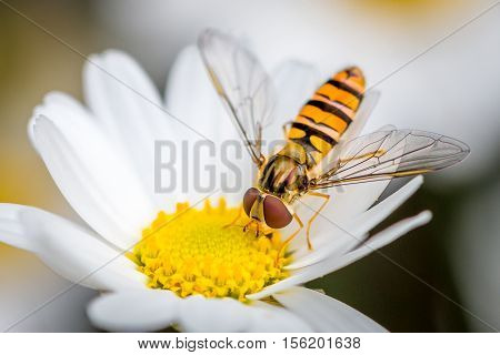 a hoverfly eating from a daisy flower