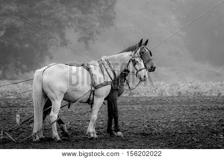 Black and White image of a black and a white horse standing on a fresh plowed field