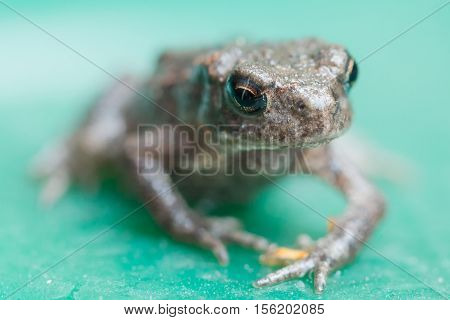 close up of a frog soft focus shallow DOF