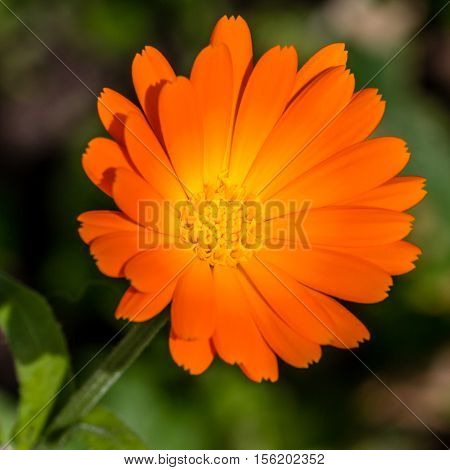 close-up of an orange flower, a calendula