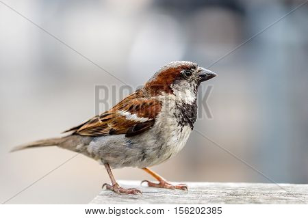 closeup of a sparrow on a wooden table against a grey background
