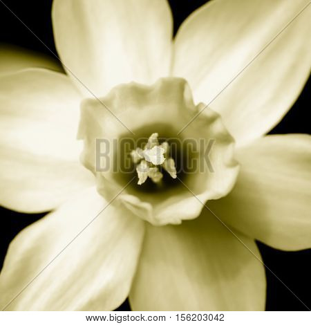 Yellow narcissus in duotone taken from above