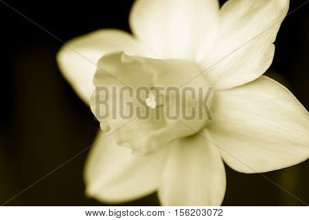 Yellow narcissus in duotone taken from the side
