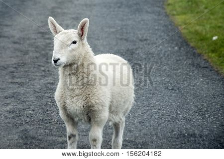 Sheep herd with baby sheep farm on green gras in scotland 3