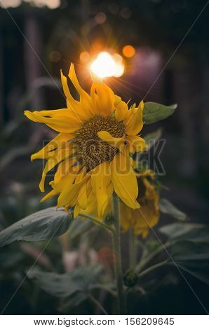 Lonely sunflower. Vertical. With their backs to the Sun.