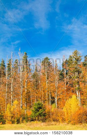 Beautiful colorful wood on lake Bajer, autumn landscape, Fuzine, Gorski kotar, Croatia