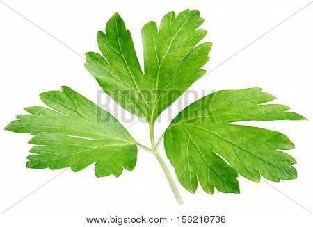 Garden parsley herb (cilantro) leaf isolated on white background with clipping path