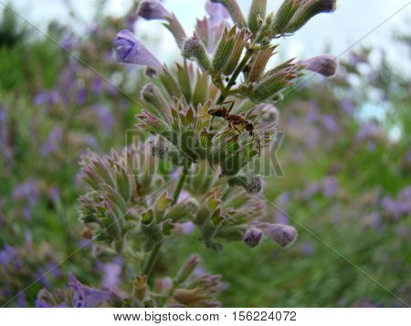 Salvia officinalis is a large genus of perennial herbaceous plants and shrubs