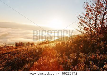 Autumn Trrees Background Amazing Picturesque Landscape Of Carpathian Mountains On Fog And Morning Su