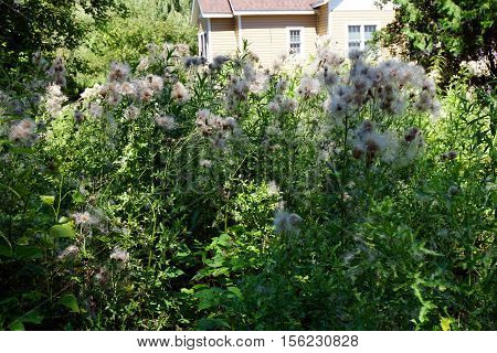 The seed heads of creeping thistle plants (Cirsium arvense), also called the Canada thistle, in a yard in Harbor Springs, Michigan during August.