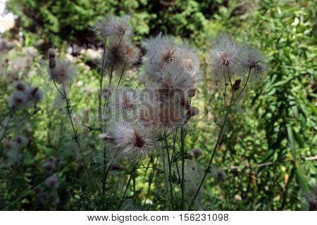 The seed heads of creeping thistle plants (Cirsium arvense), also called the Canada thistle, in a yard in Harbor Springs, Michigan during August.