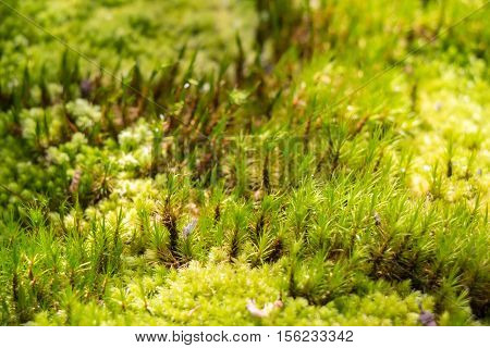 Green Moss In Rain Forest, Small Flowerless Plant