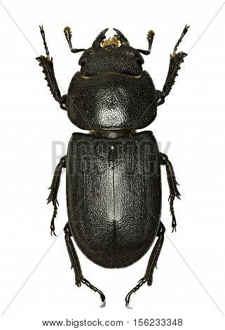Lesser Stag Beetle on white Background - Dorcus parallelipipedus (Linnaeus 1758)