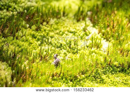 Green Moss In Rain Forest, Small Flowerless Plant