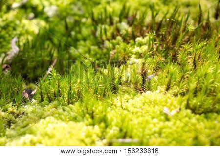 Green Moss In Rain Forest, Small Flowerless Plant