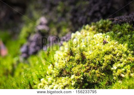 Green Moss In Rain Forest, Small Flowerless Plant