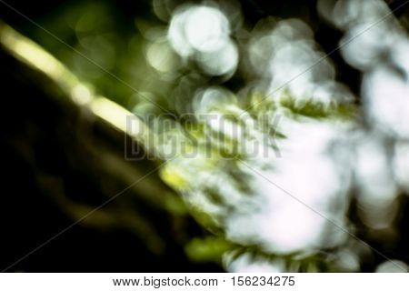 Fern Frond, Tropical Green Leafs Nature Background