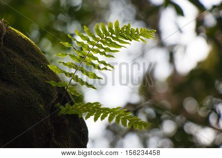 Fern Frond, Tropical Green Leafs Nature Background