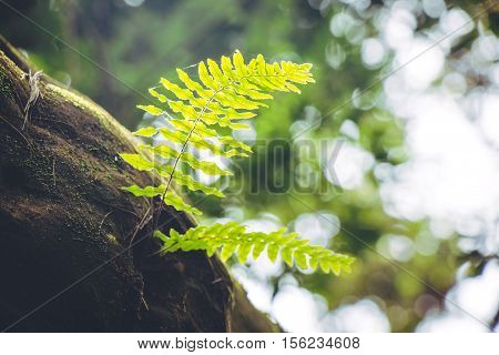 Fern Frond, Tropical Green Leafs Nature Background