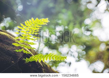 Fern Frond, Tropical Green Leafs Nature Background