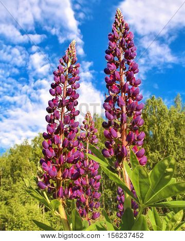 Purple lupine flowers in a meadow on blue sky background