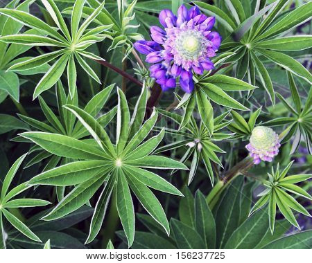 Purple lupine flowers in a meadow on a background of leaves