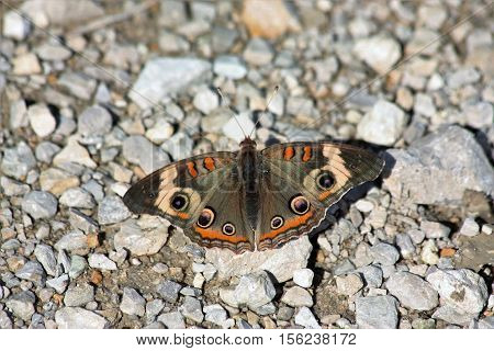 Common buck-eye butterfly with wings spread showing lovely colors of black, orange, white with stripes and spots, sitting on white gravel on the ground.
