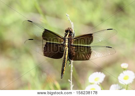 A female widow skimmer dragonfly with black saddle wings open, clinging to dead flower stem with small white wildflowers in background.