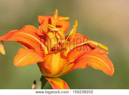 A single yellow and orange daylily bloom with emphasis on the stamen on light green background.