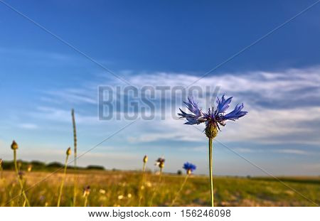 Blue Crambe flower in a meadow in spring