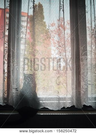 Chomutov Ustecky kraj Czech republic - october 30 2016: black cat named Violka watching the coming autumn