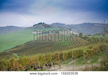 the hills of the Piedmont vineyards in the early fall during the harvest