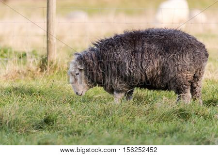 Herdwick ewe grazing in field. Domestic sheep breed native to the Lake District in Cumbria prized for tough characteristics