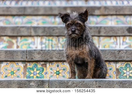 Dog on the 18th century Staircase of Santa Maria del Monte main landmark of Caltagirone Sicily. The town is famous for it's maiolica and terra-cotta wares.