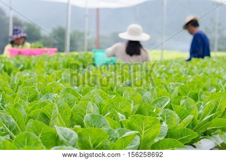 Hydroponic vegetables growing in greenhouse Thailand blur gardener in background