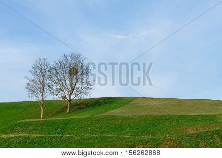 dead tree and blue sky at Doi Samer-Dao in Nan,Thailand