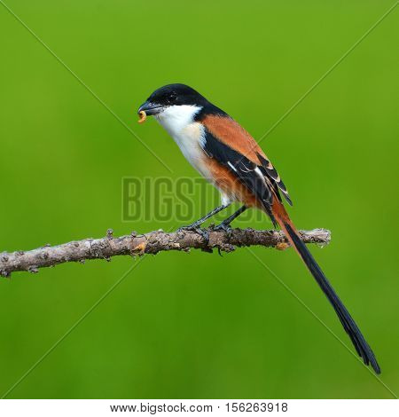 Long-tailed Shrike Bird