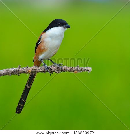 Long-tailed Shrike Bird