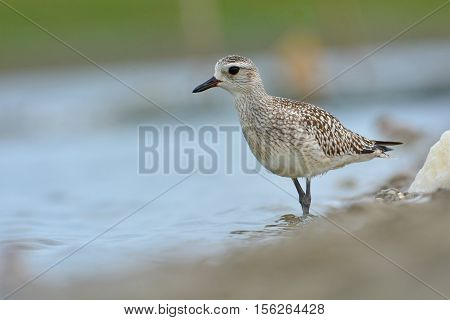 Grey Plover Bird