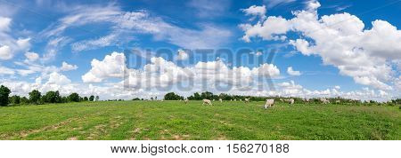 panoramic blue sky clouds with green field landscape for background or backgrop nature concept