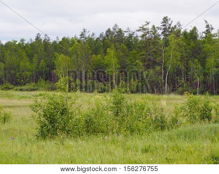 Mixed larch-birch (Larix, Betula) forest in Yakutia