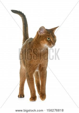 Abyssinian cat in front of white background
