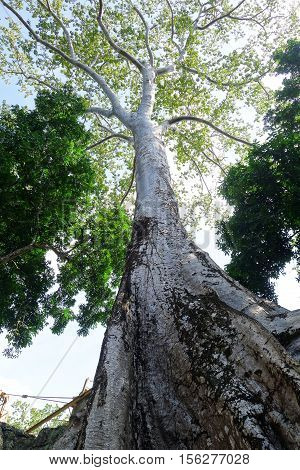 Ta prohm place in siam reap cambodia