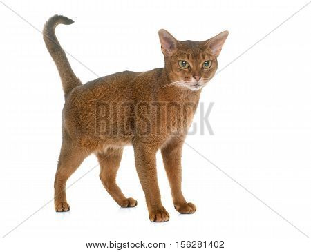 Abyssinian cat in front of white background